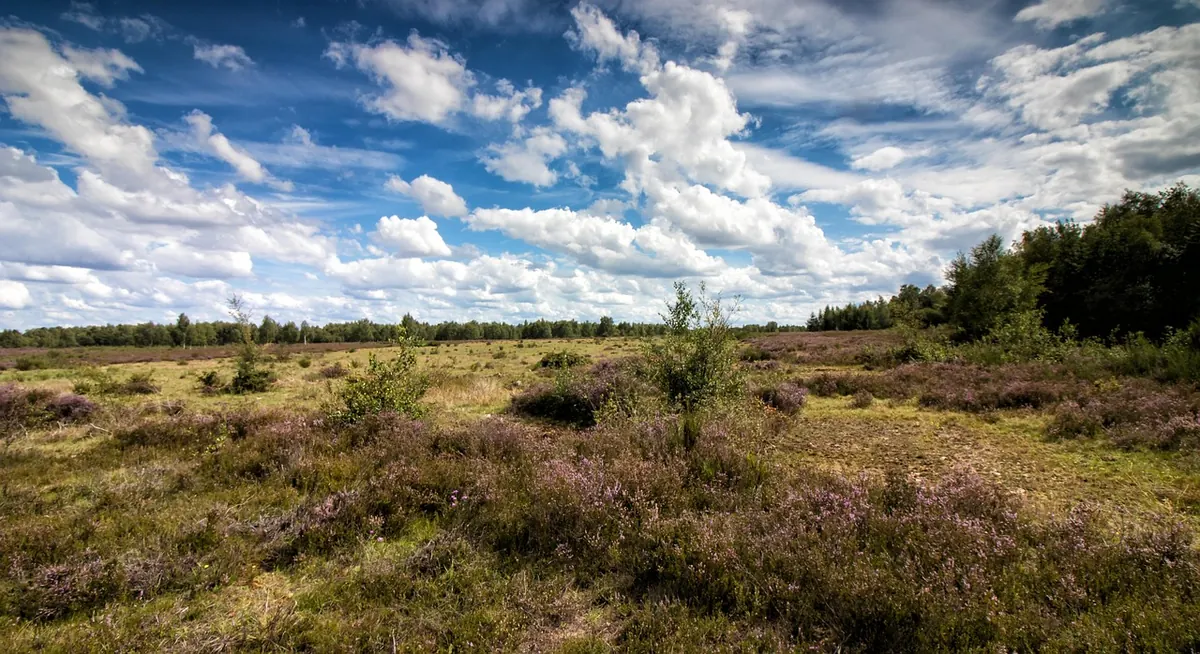 Heathland Month by Month: A Seasonal Guide to What's Blooming, Nesting and Fruiting